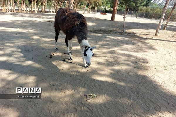 آشنایی با مجموعه تفریحی دریاچه چیتگر