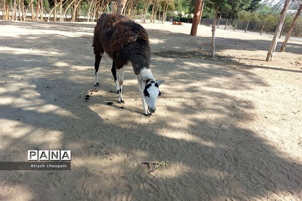 آشنایی با مجموعه تفریحی دریاچه چیتگر