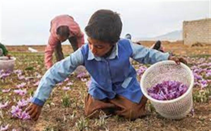 برداشت طلای سرخ در روستای علوی کاشان/ فیلم