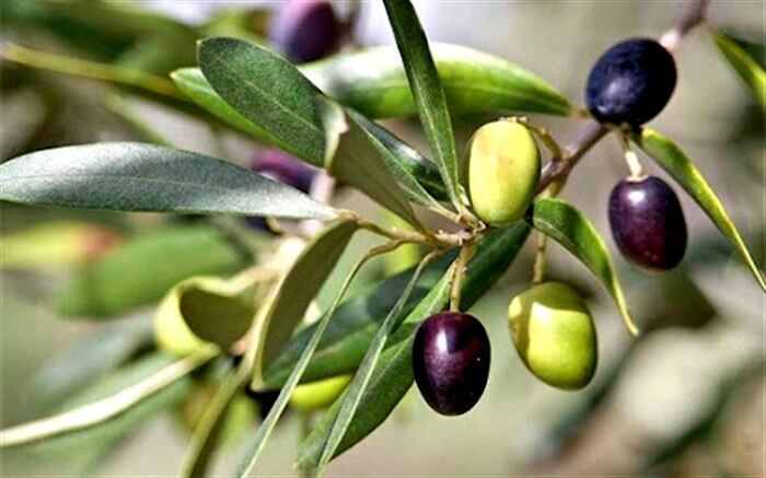 آغاز خرید حمایتی میوه روغنی زیتون به قیمت حداکثر ۲۵ هزار تومان