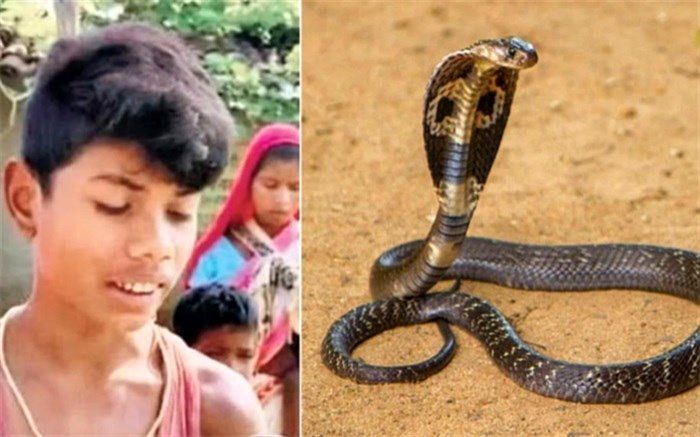 گاز گرفتن یک مار توسط پسر‌بچه هندی