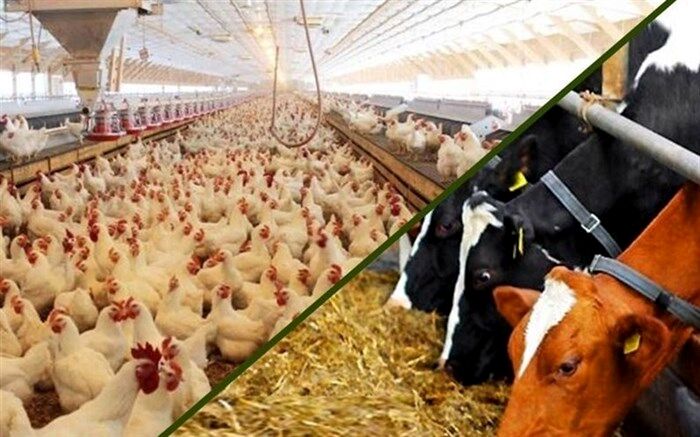 ابلاغ رفع ممنوعیت صادرات انواع مکمل، کنسانتره دام و طیور و خوراک آماده طیور