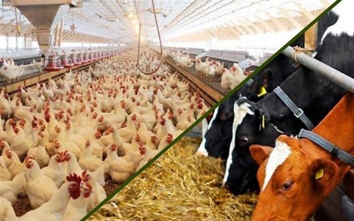 ابلاغ رفع ممنوعیت صادرات انواع مکمل، کنسانتره دام و طیور و خوراک آماده طیور