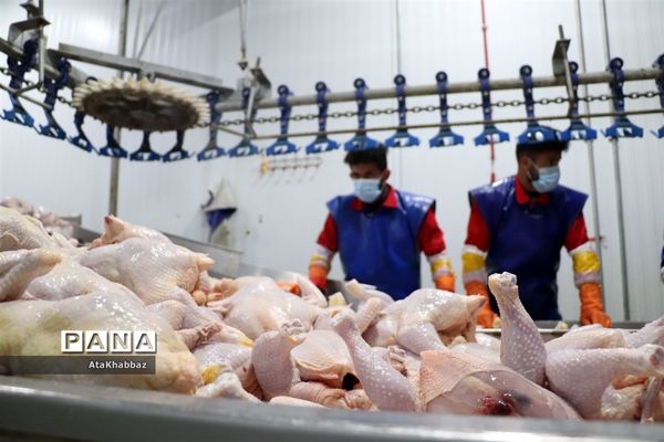 کشتارگاه مرغ مرند