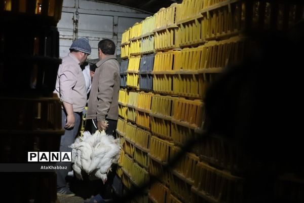 کشتارگاه مرغ مرند