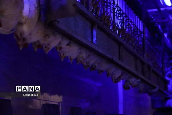 کشتارگاه مرغ مرند