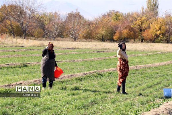 برداشت زعفران در مرند