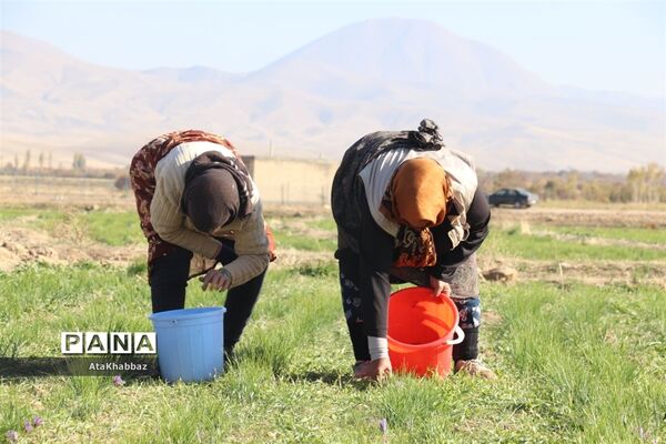 برداشت زعفران در مرند