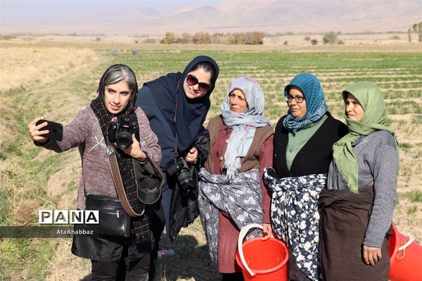 برداشت زعفران در مرند