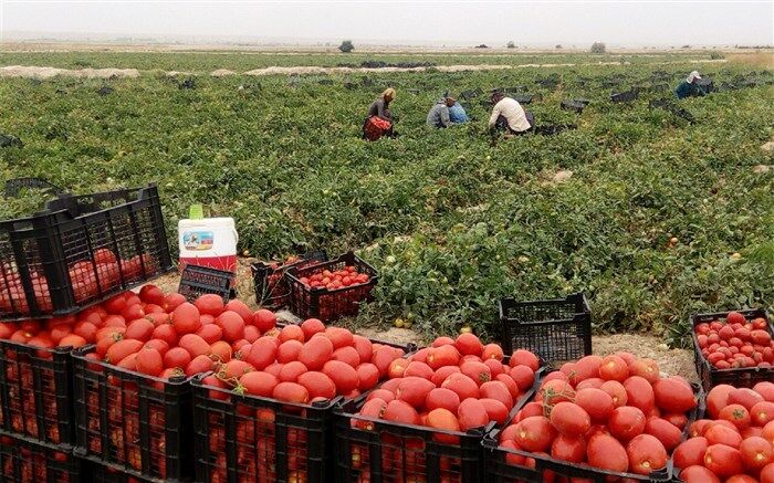 گوجه فرنگی استان بوشهر روانه میدان‌های تهران می‌شود