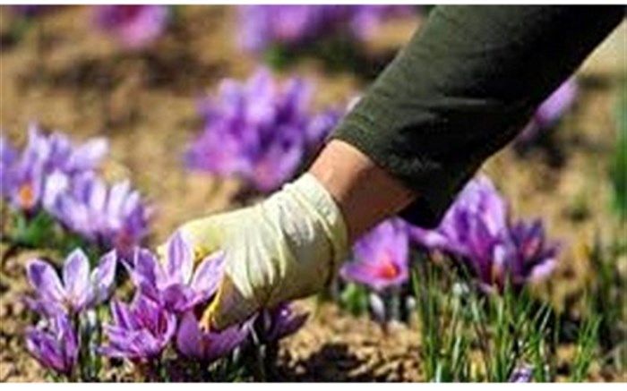 آغاز برداشت زعفران در مناطق کوهستانی گیلان
