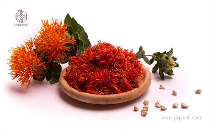 100 هکتار از اراضی کشاورزی موقوفه استان زنجان زیر کِشت گیاه گلرنگ می‌رود