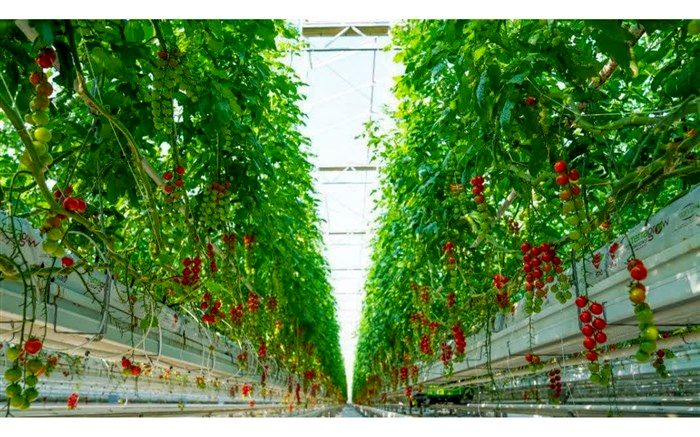 صادرات هرگونه محصول در سال زراعی جدید مستلزم کد شناسه است