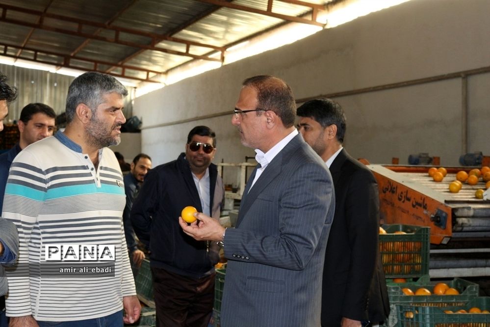 بازدید از واحدهای بسته‌بندی و صادرات مرکبات در میاندورود