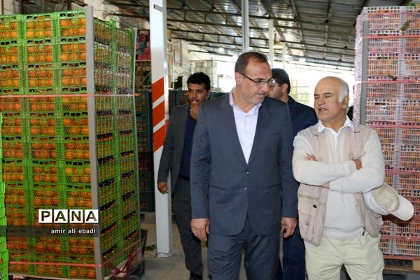 بازدید از واحدهای بسته‌بندی و صادرات مرکبات در میاندورود