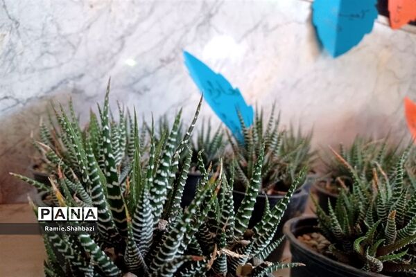نمایشگاه «گلدان سبز من» در پاکدشت