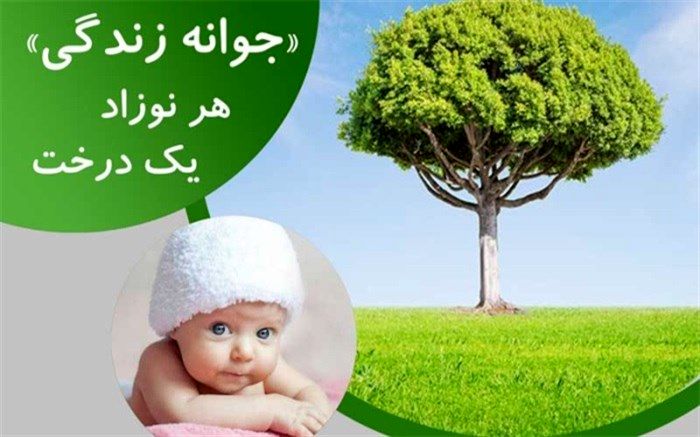 با مشارکت در پویش جوانه زندگی، برای نوزادتان درخت بکارید