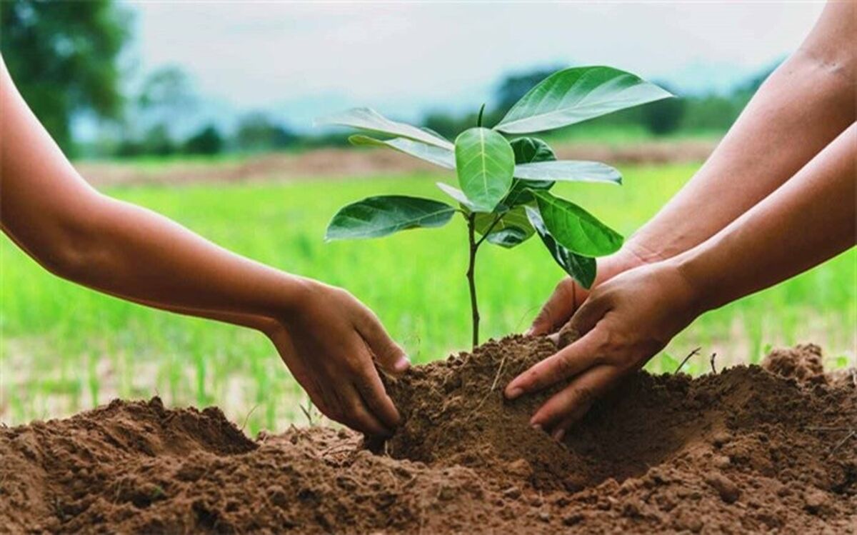 درخت مظهر زیبایی و پرثمرترین نعمت‌ بیکران خداوند است
