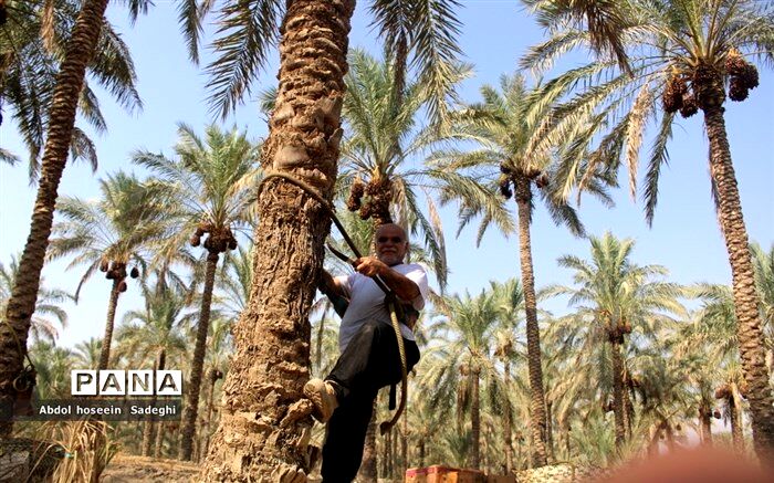 تدارک ۱۰۰ هزار تن خرما برای ماه مبارک رمضان در سراسر کشور