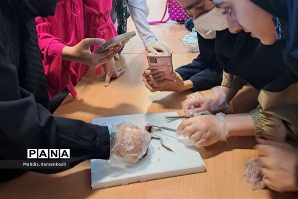 کارگاه آناتومی و تشریح حیوانات آزمایشگاهی در پاکدشت