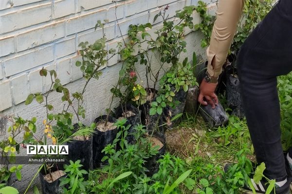 آیین نمادین درختکاری در مدارس کارون