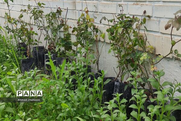 آیین نمادین درختکاری در مدارس کارون