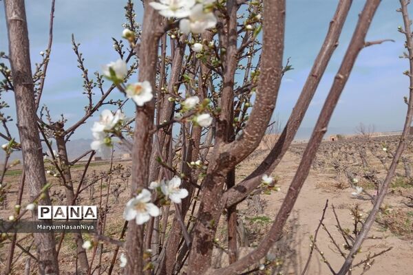 طبیعت اولین چیزی است که مژده آمدن بهار را به ما می‌دهد