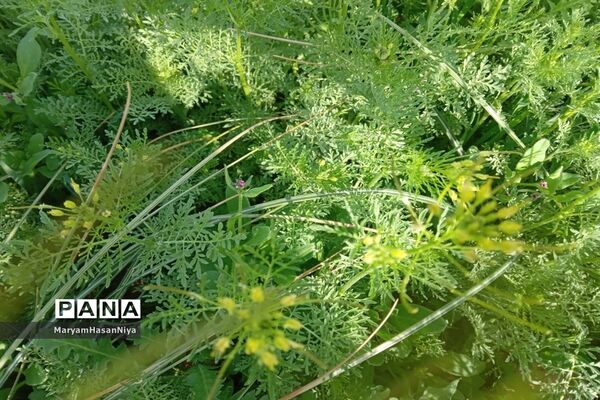 طبیعت اولین چیزی است که مژده آمدن بهار را به ما می‌دهد