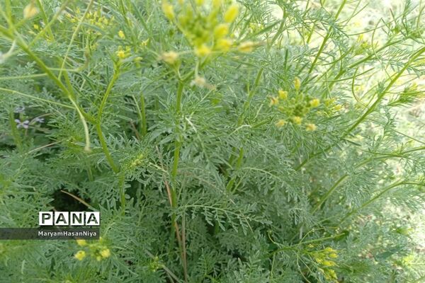 طبیعت اولین چیزی است که مژده آمدن بهار را به ما می‌دهد