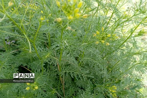 طبیعت اولین چیزی است که مژده آمدن بهار را به ما می‌دهد