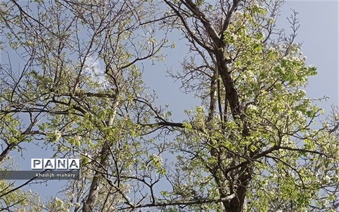نشاط  و زیبایی شروع بهار را با ایجاد آلودگی صوتی ترقه‌ها و آسیب به طبیعت، جایگزین نکنیم
