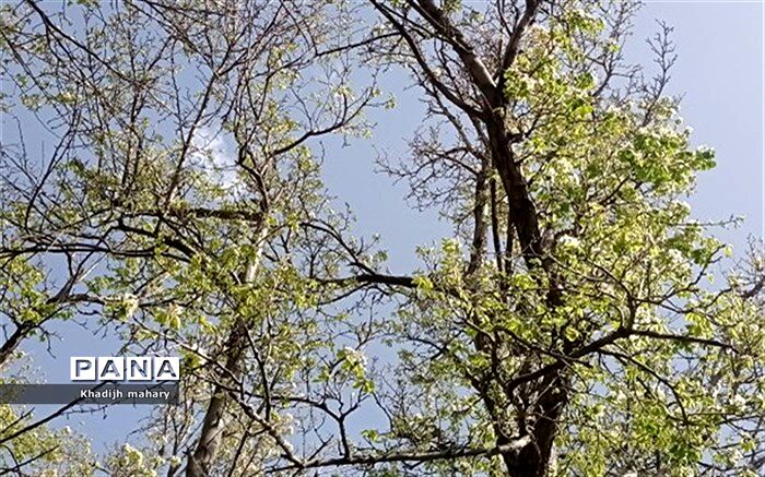 نشاط  و زیبایی شروع بهار را با ایجاد آلودگی صوتی ترقه‌ها و آسیب به طبیعت، جایگزین نکنیم