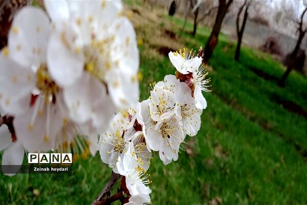 شکوفه های بهاری بر قامت درختان خوشنام ملارد