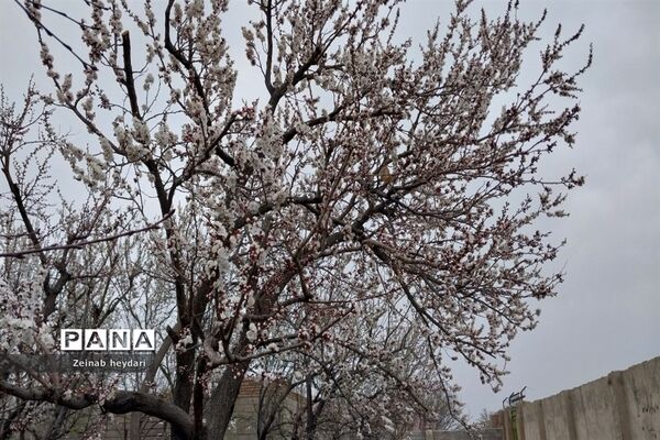 شکوفه های بهاری بر قامت درختان خوشنام ملارد