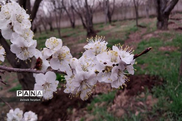 شکوفه های بهاری بر قامت درختان خوشنام ملارد