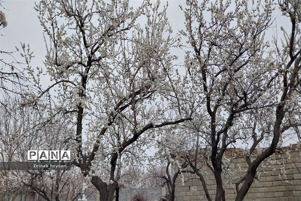 شکوفه های بهاری بر قامت درختان خوشنام ملارد