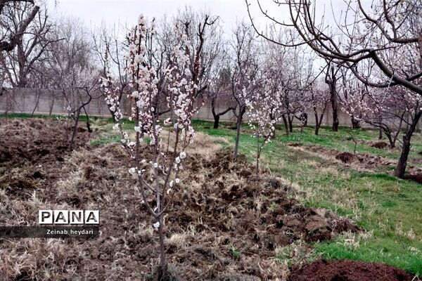 شکوفه های بهاری بر قامت درختان خوشنام ملارد