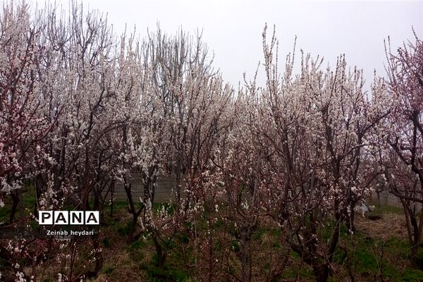 شکوفه های بهاری بر قامت درختان خوشنام ملارد
