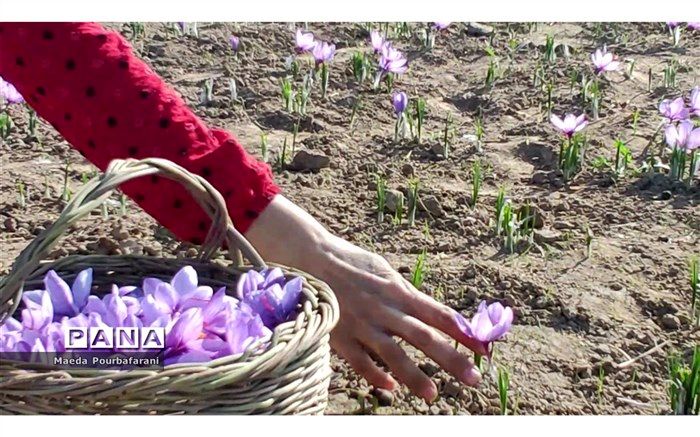 حجم تجارت محصولات کشاورزی از 20 میلیارد دلار گذشت