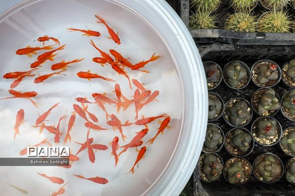 بازار بهاری گل و گیاه در آستانه نوروز