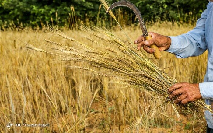 نرخ رشد ارزش افزوده کشاورزی به 3.7 واحد رسید