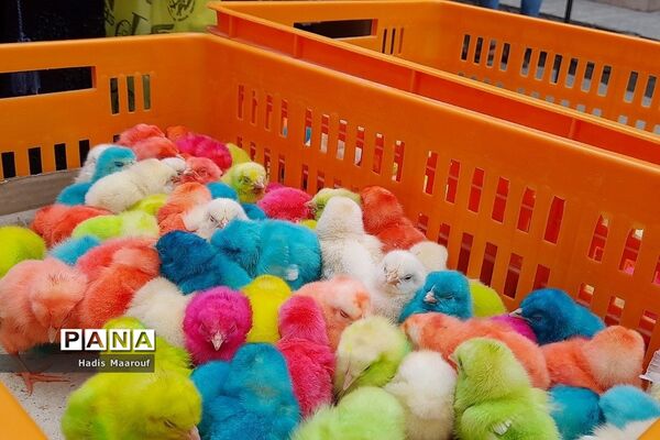 حال و هوای بازار نسیم‌شهر در روزهای پایان سال