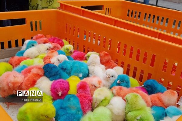 حال و هوای بازار نسیم‌شهر در روزهای پایان سال