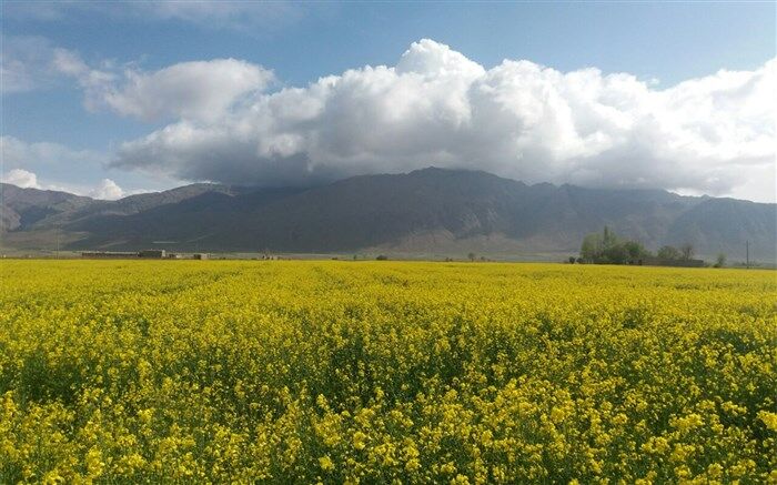 زیبایی‌های کم‌نظیر شهرفریدن/ فیلم
