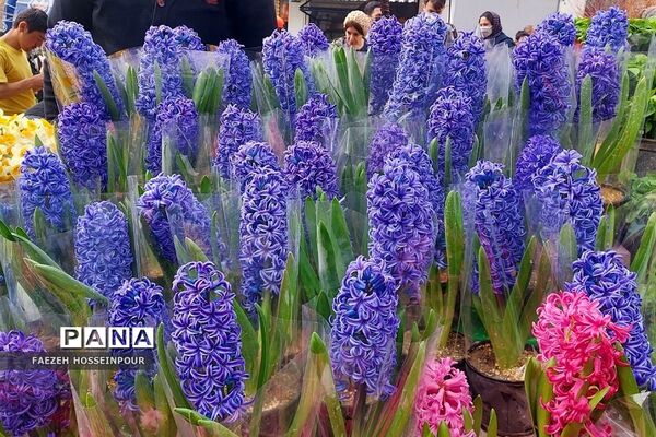 حال و هوای پایانی سال در بازار تجریش تهران