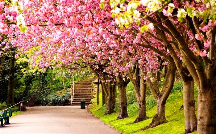 غم و اندوهت را به برگ‌های درختان بیاویز‌