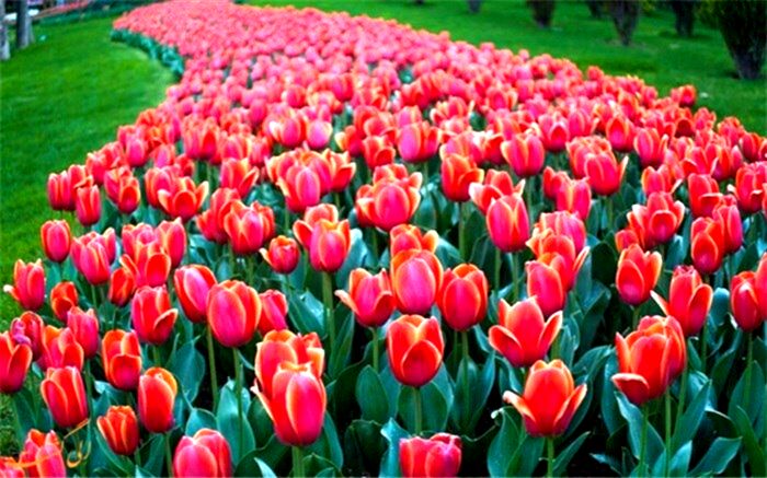 کاشت ۲۰۰ هزار لاله در نهمین جشنواره لاله های کرج