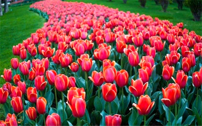 کاشت ۲۰۰ هزار لاله در نهمین جشنواره لاله های کرج