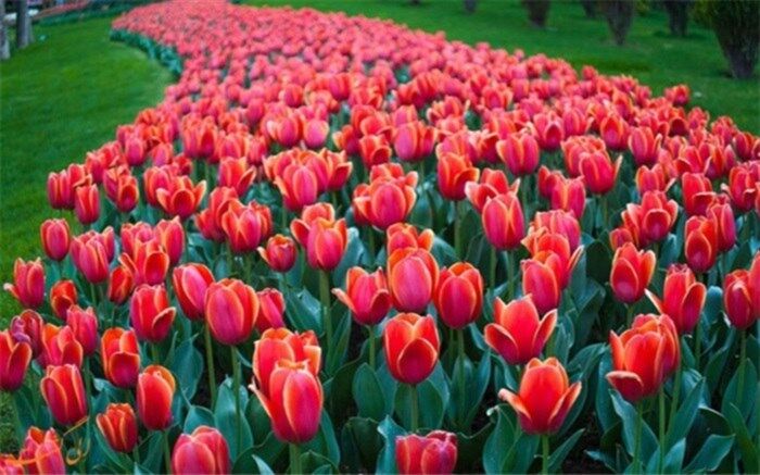 کاشت ۲۰۰ هزار لاله در نهمین جشنواره لاله های کرج