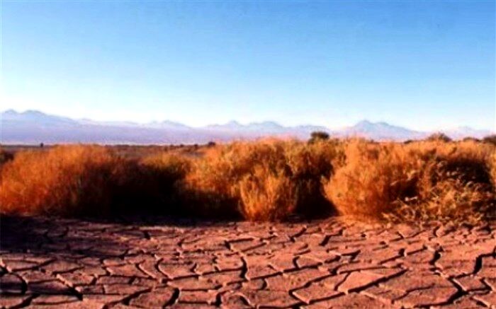 کویر مسیله قم یکی از مراکز کویری جنگلی ایران